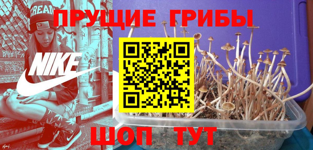 что такое наркотик  Вход с VPN  Энгельс  Галлюциногенные грибы Psilocybe 